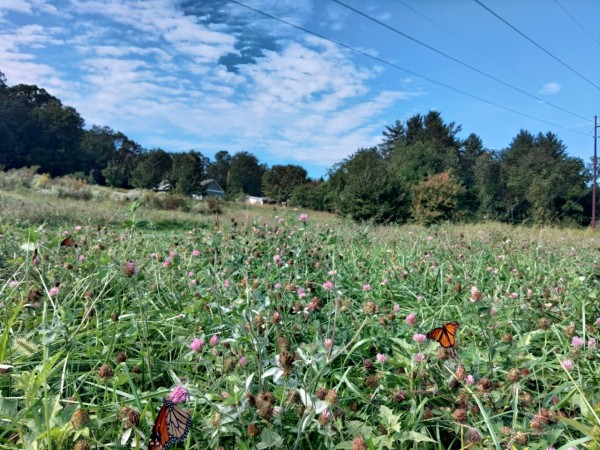 monarchs nectaring in field