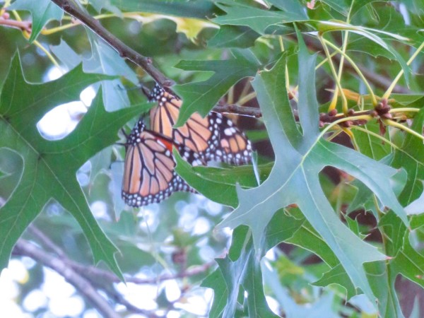 monarchs roosting in trees