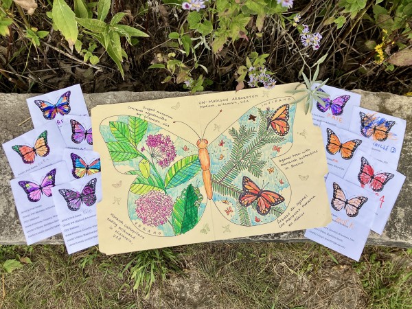 ambassador butterfly at the arboretum