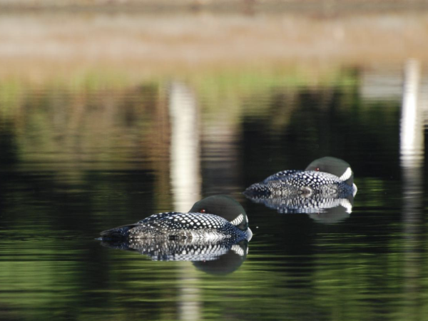 Loons with turned heads