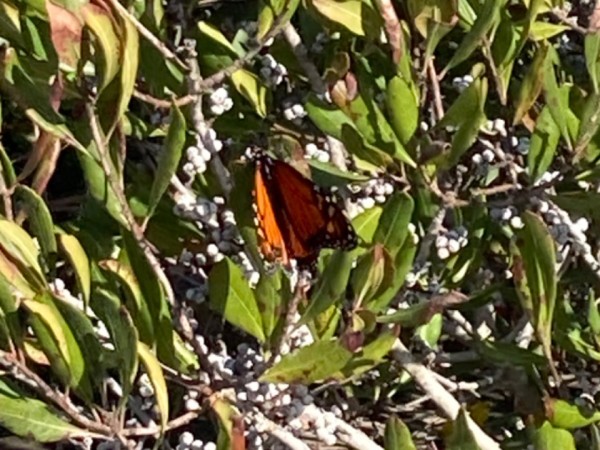monarch butterfly