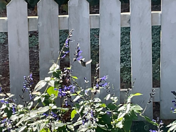 Ruby throated hummingbird