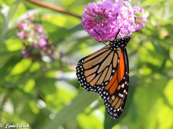 monarch butterfly