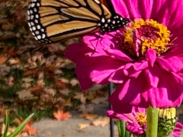 monarch butterfly
