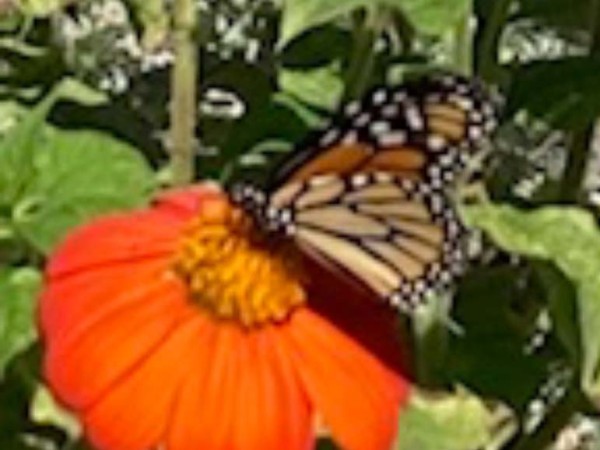 monarch nectaring on Tithonia