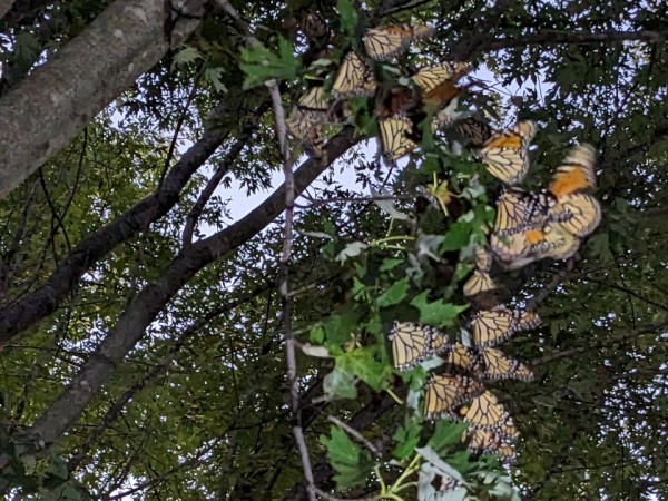 monarchs roosting