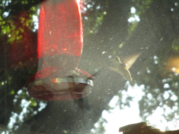 hummingbird at feeder