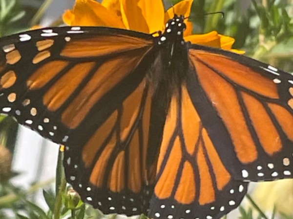 monarch nectaring