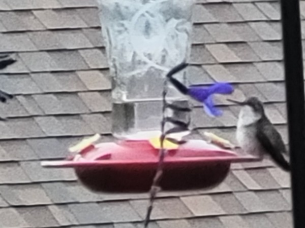 hummingbird at feeder