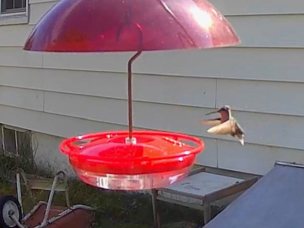 hummingbird at feeder