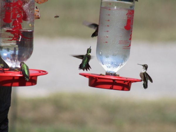 hummingbirds at feeder