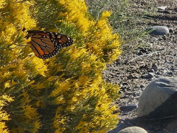monarch nectaring