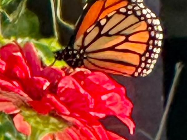monarch nectaring