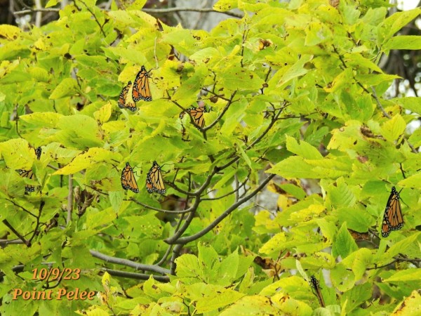 monarchs in clusters