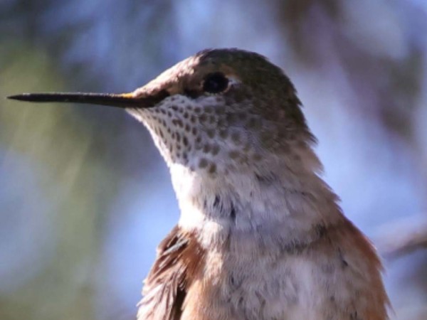 hummingbird on wire
