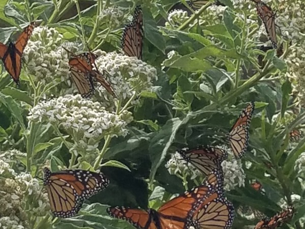 monarchs nectaring