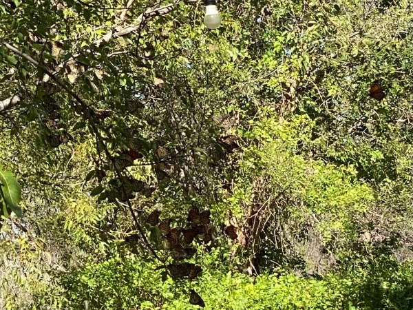monarchs roosting in trees