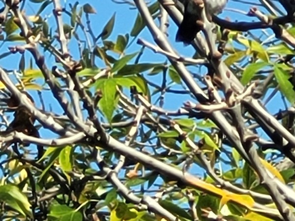 hummingbird in tree