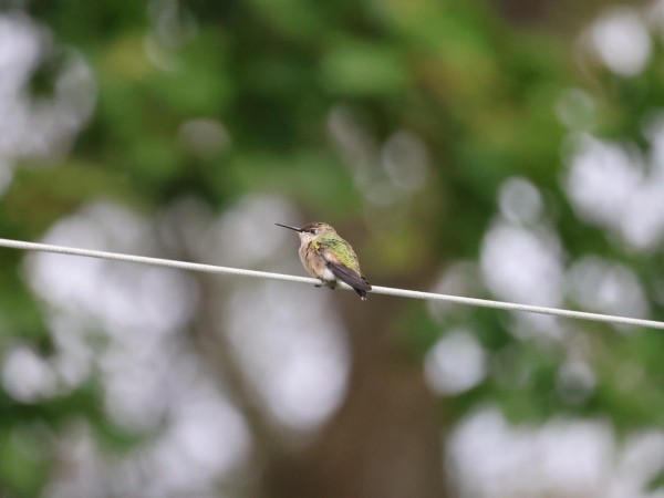 hummingbird on wire