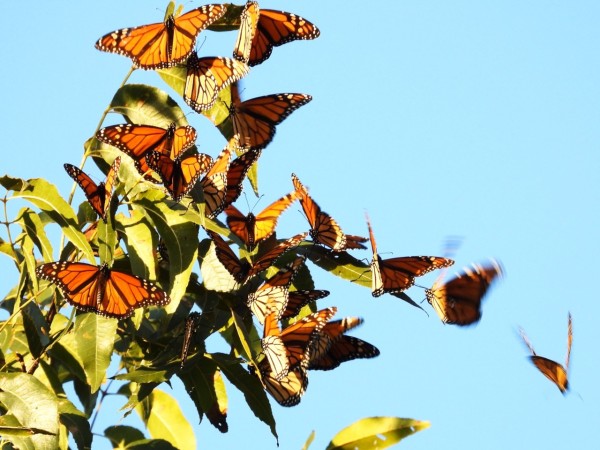 monarch butterfly