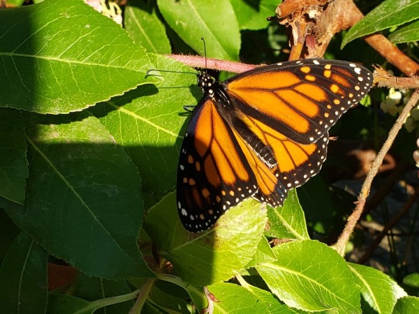 monarch butterfly