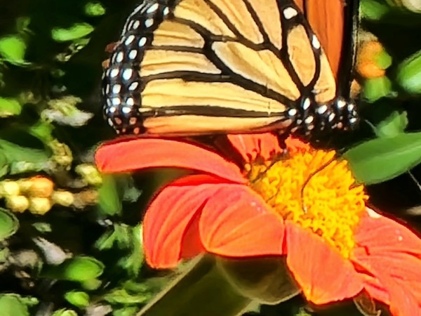 monarch butterfly