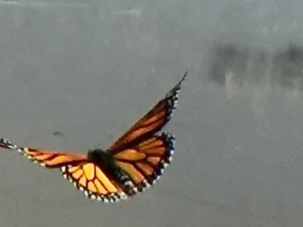 monarch butterfly