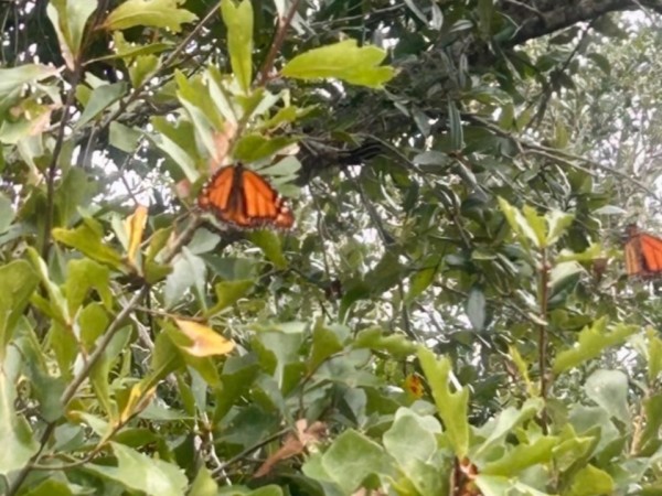 monarch butterfly