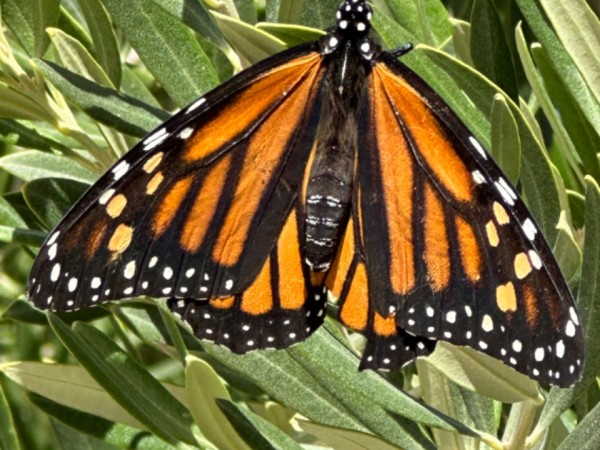 monarch butterfly