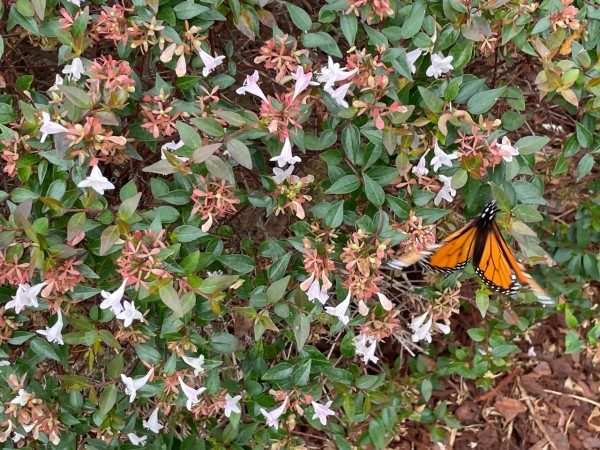 monarch butterfly