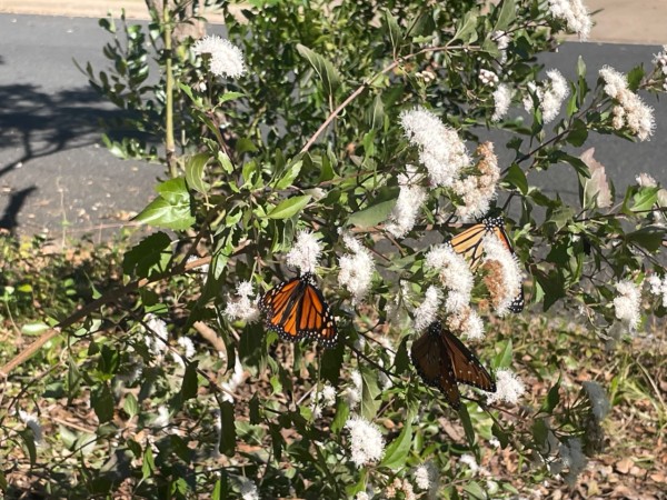 monarch butterfly