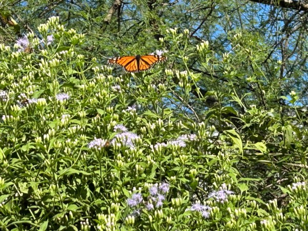 monarch butterfly