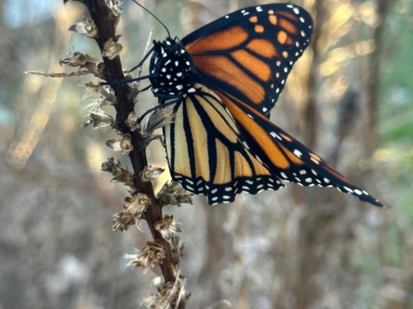 monarch butterfly