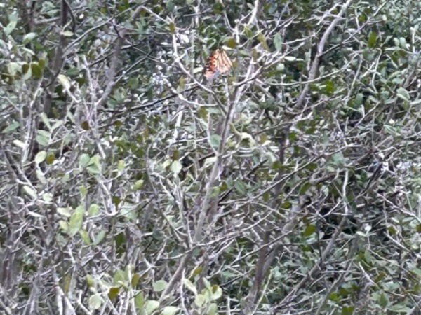 monarch butterfly