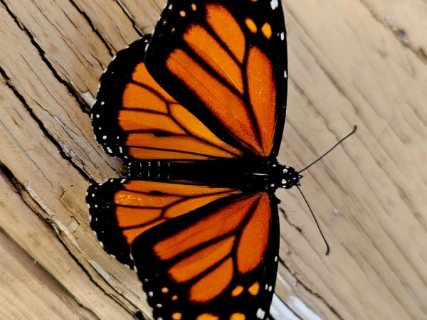 monarch butterfly