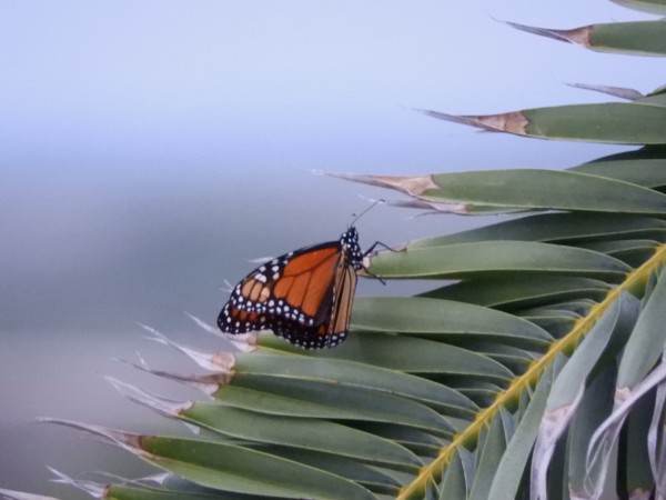 monarch butterfly