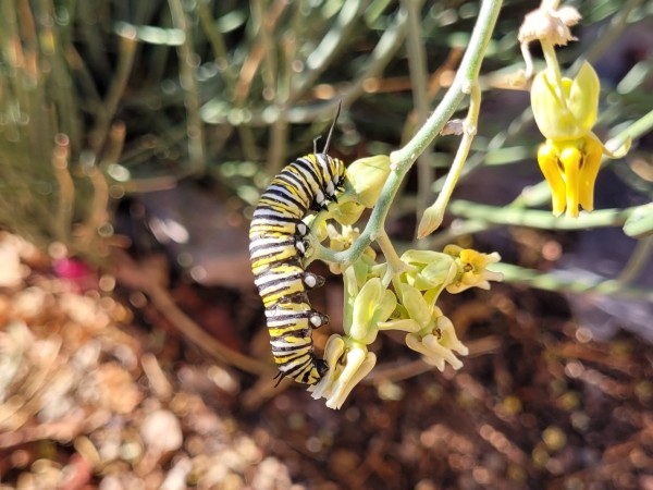 monarch caterpillar 