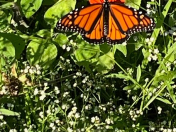 monarch butterfly