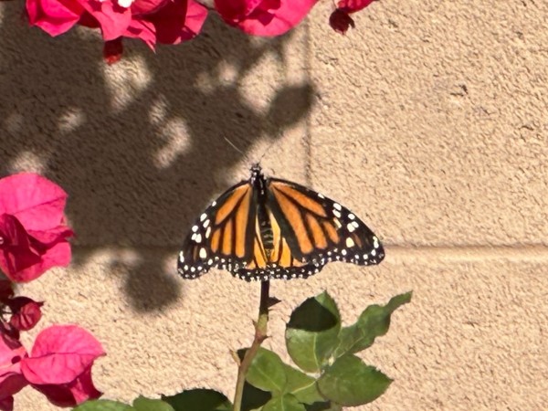 monarch butterfly