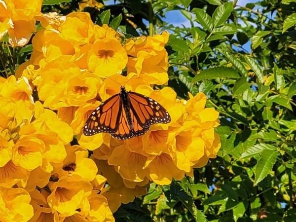 monarch butterfly