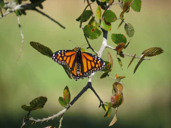 monarch butterfly
