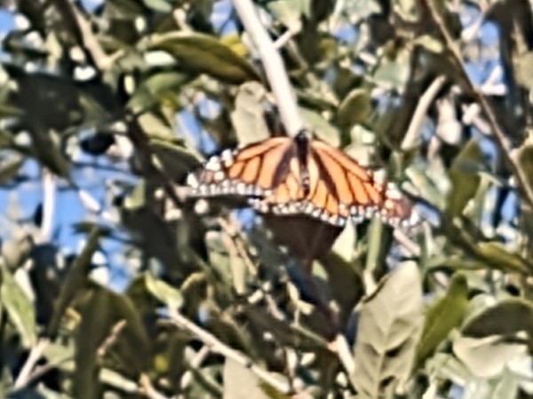 monarch butterfly