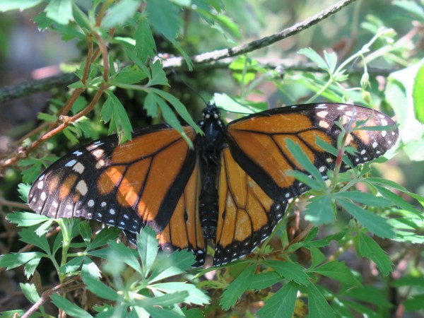 monarch butterfly