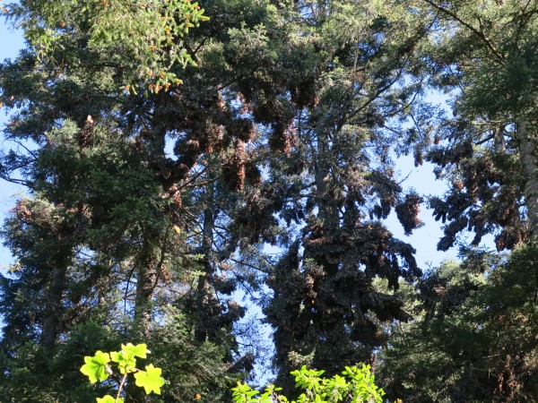 monarch clusters forming 