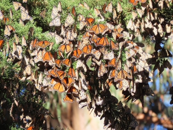 monarch butterfly on a rock