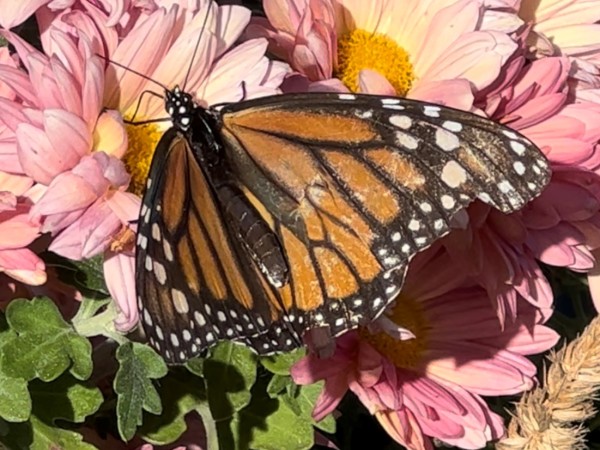 monarch butterfly