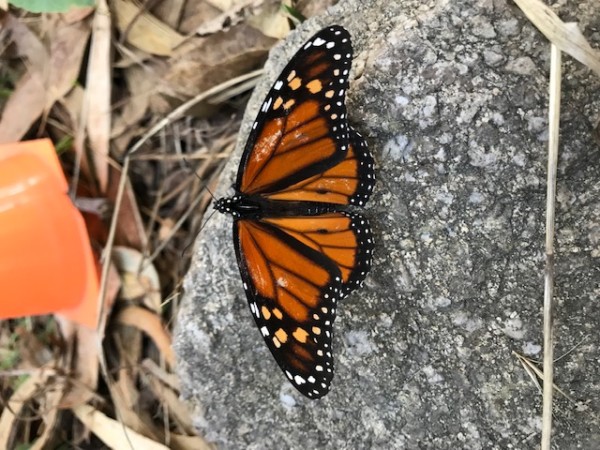 monarch butterfly