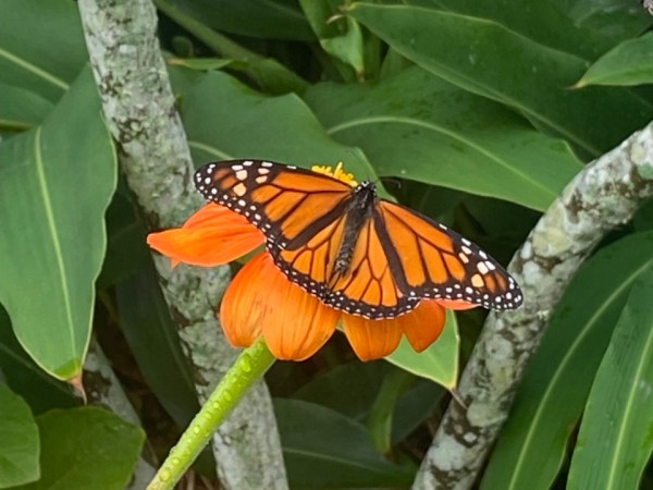 monarch butterfly