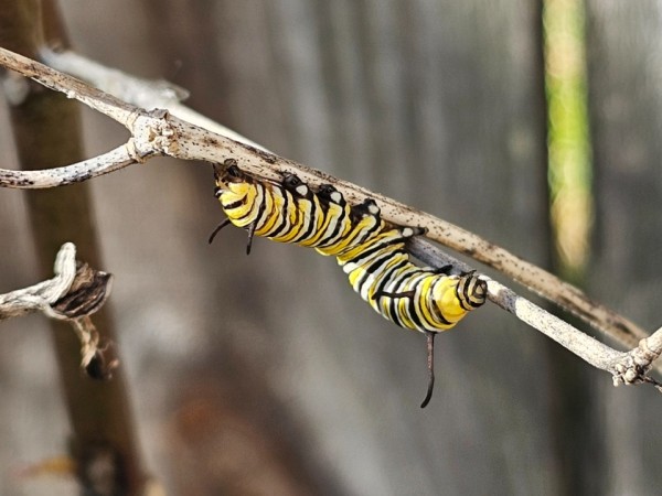 monarch butterfly caterpillar