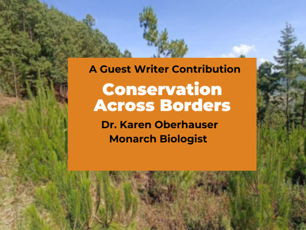 monarch butterfly reforestation efforts